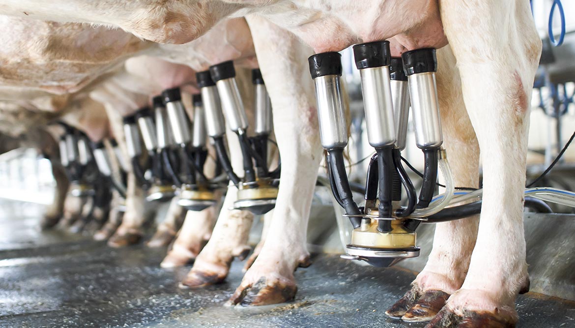 Tierquälerei beim Melken von Kühen