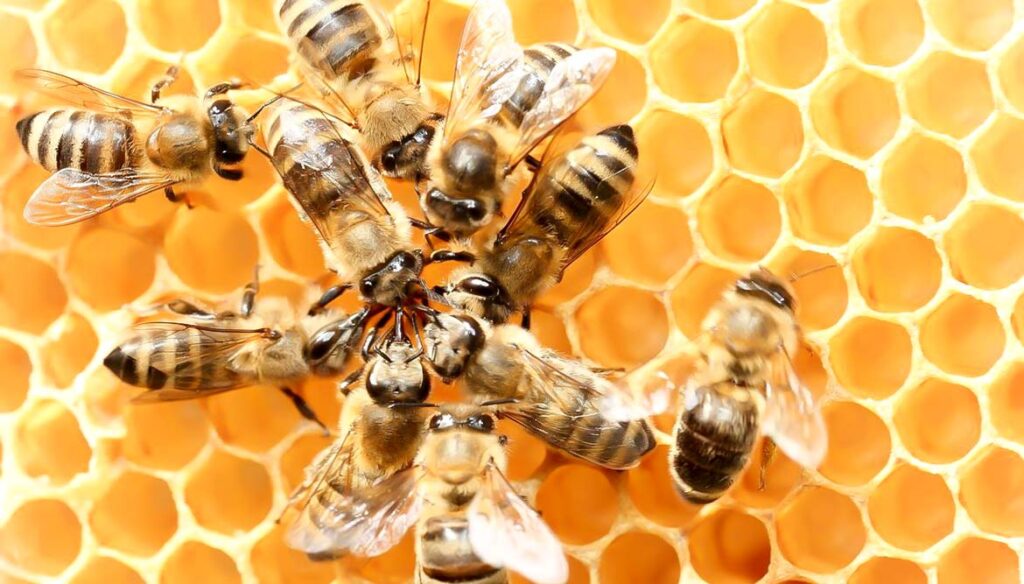Bienen werden für eine höhere Honigproduktion verstümmelt