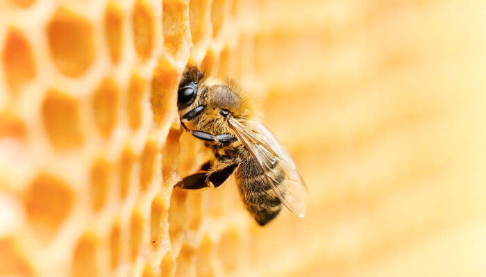Warum Veganer keinen Honig essen – 10 Gründe + 5 vegane Alternativen zum Bienenhonig